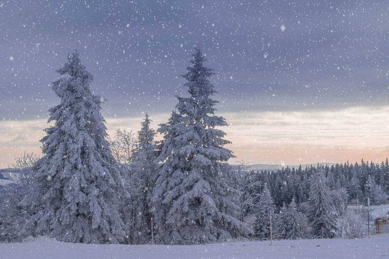 Frosted Forest - Soy Candle Tin