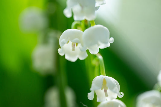 Lily of the Valley - Soy Candle Tin